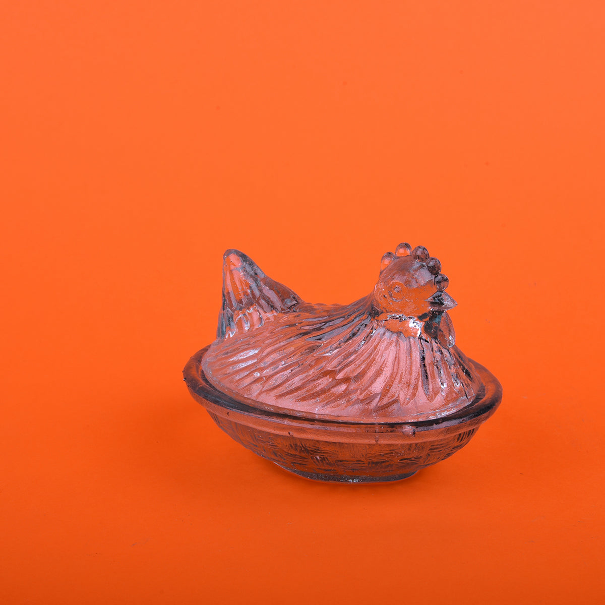 Gallina transparente